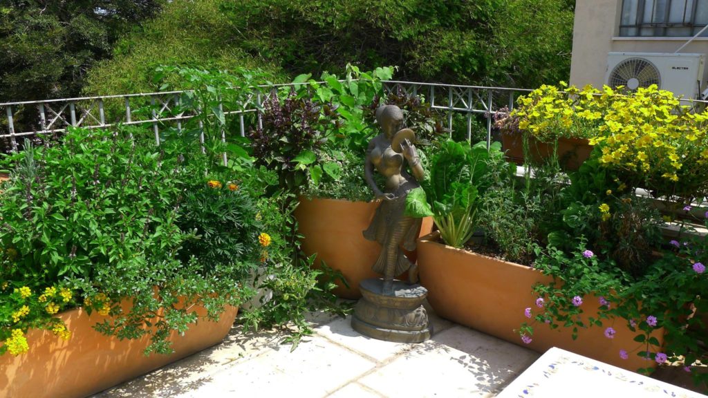 עיצוב הקמת גינה אקולוגית אורגנית