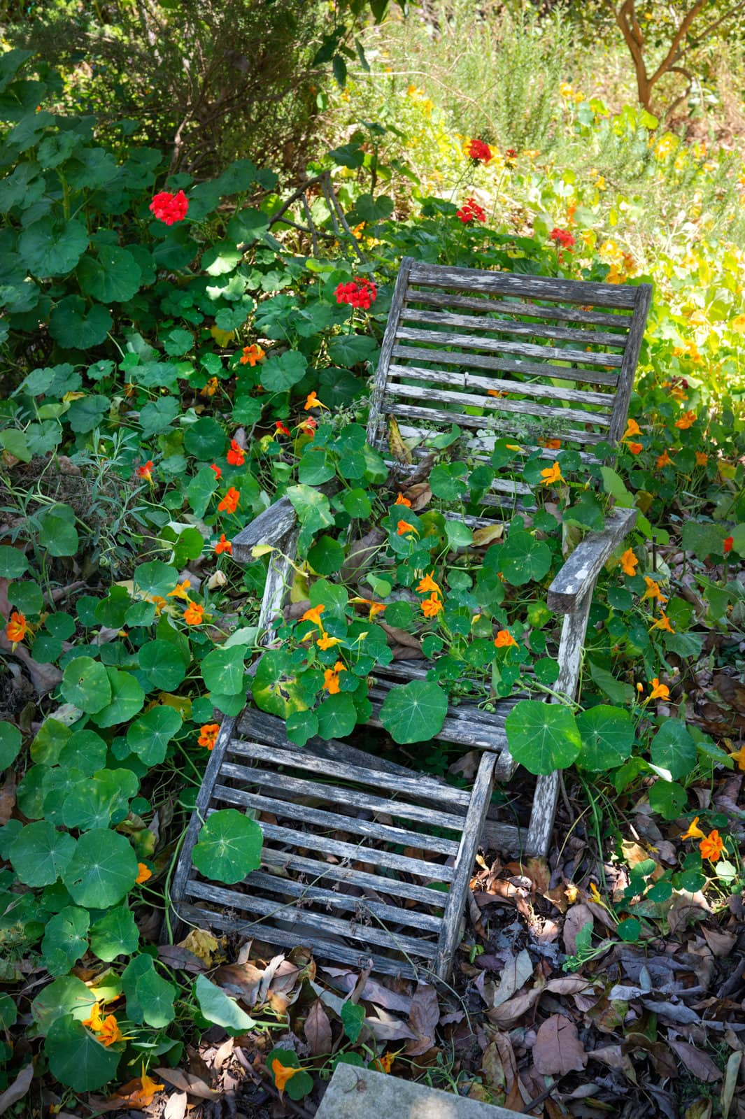 20 כובע הנזיר - צמח תועלת ומאכל לגן הירק