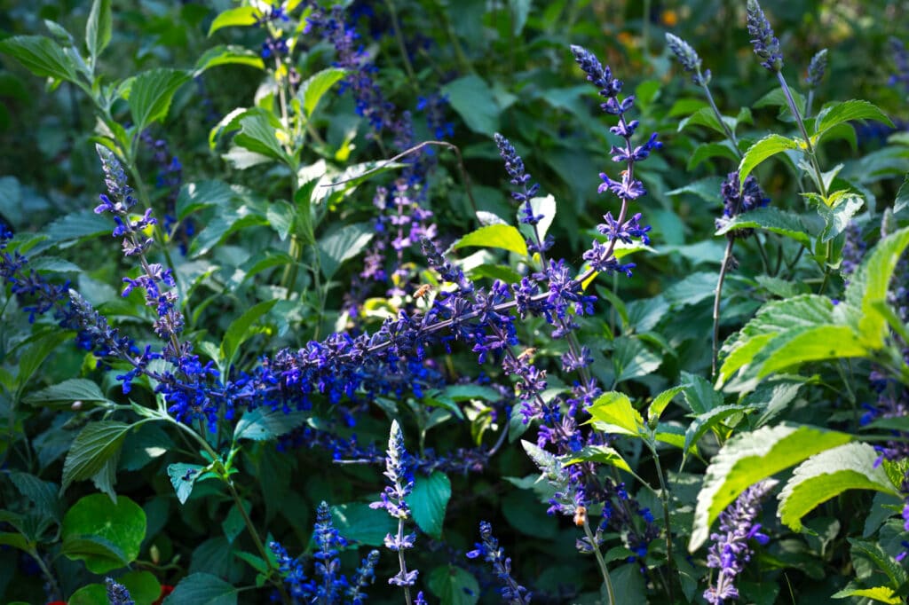 22 המערכת הטבעית של הגינה: כך בונים חוסן אקולוגי