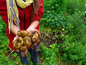 איך לגדל תפוחי אדמה