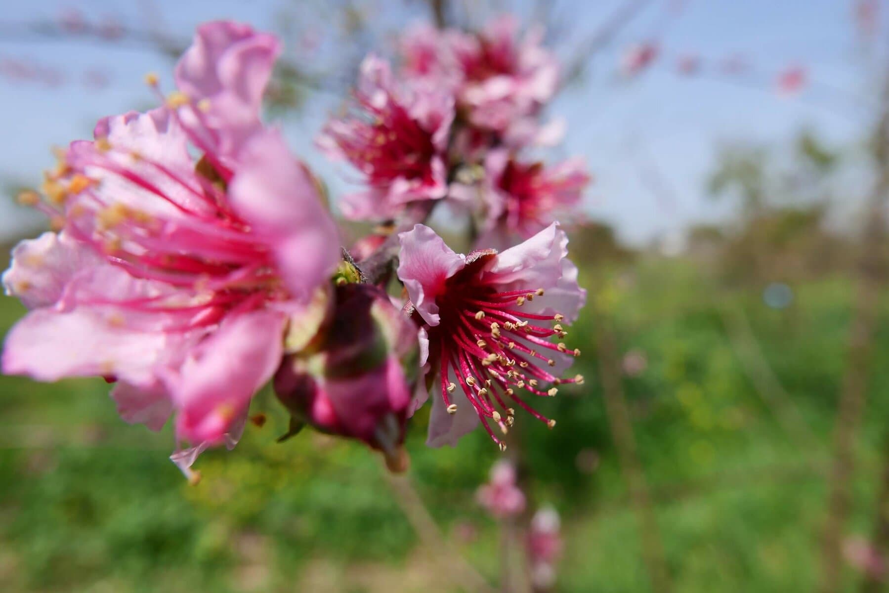 ecological garden peach flowers עקרונות הגינון האקולוגי