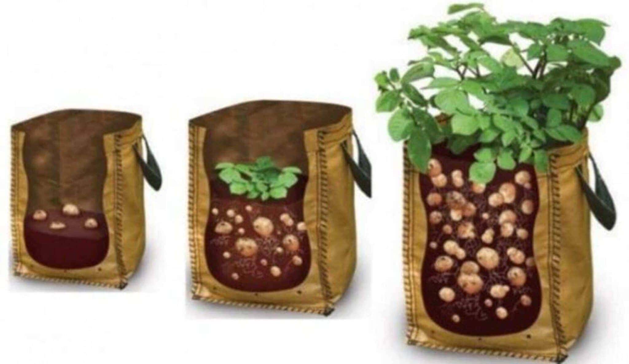 BAGS 1 1 2048x1187 1 מדריך לגידול תפוחי אדמה