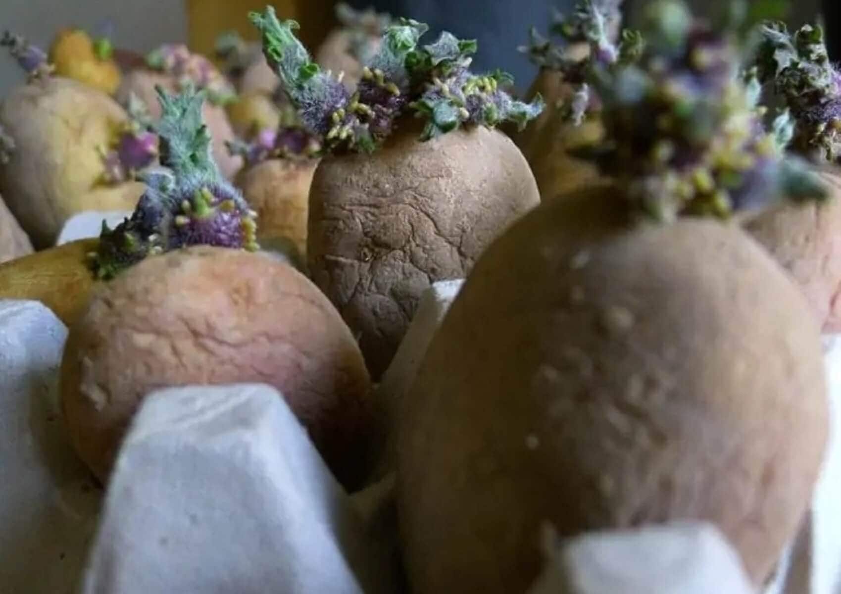 potatoe 1 1 מדריך לגידול תפוחי אדמה
