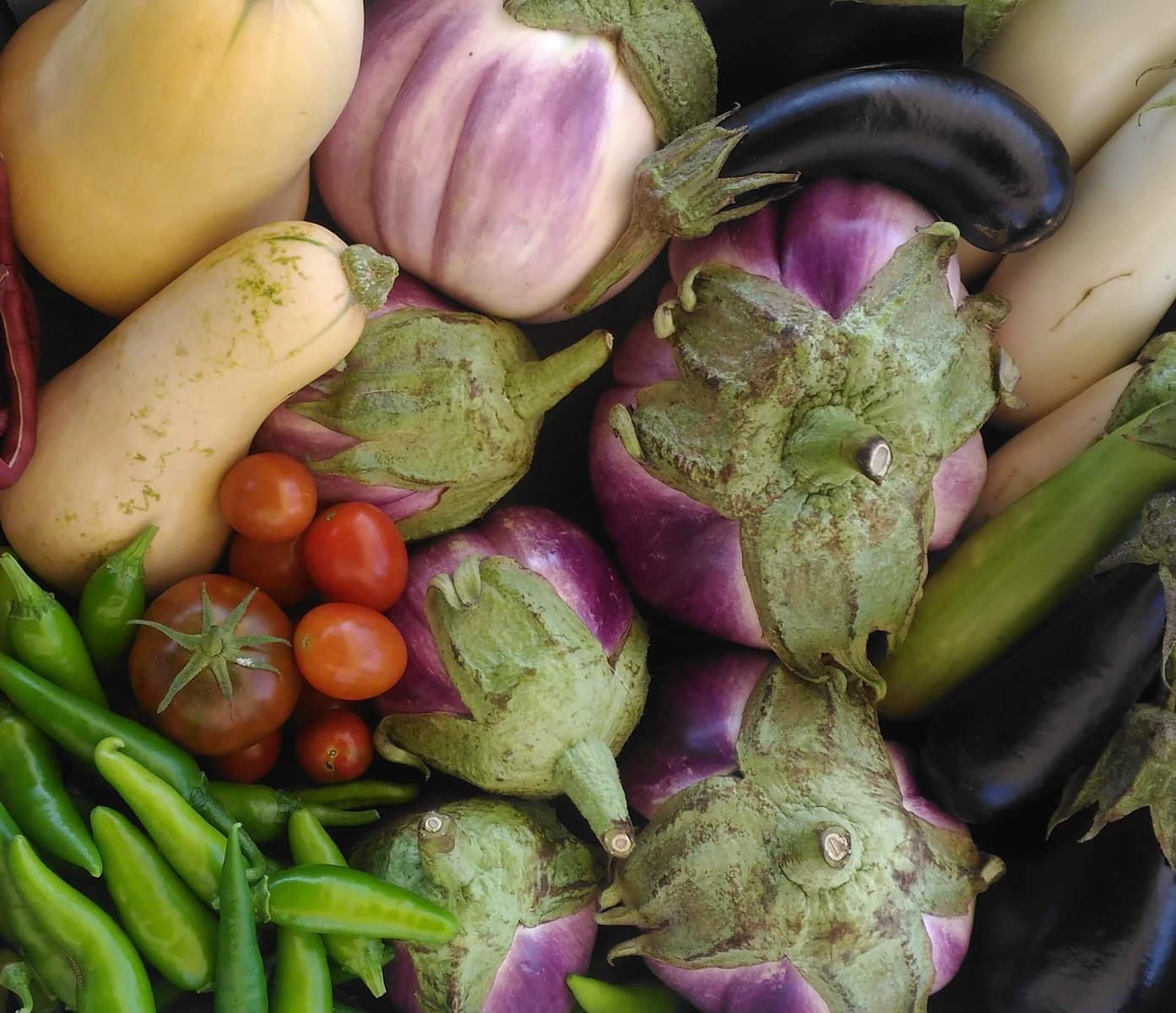 טיפים לגידול 13 ירקות קיץ