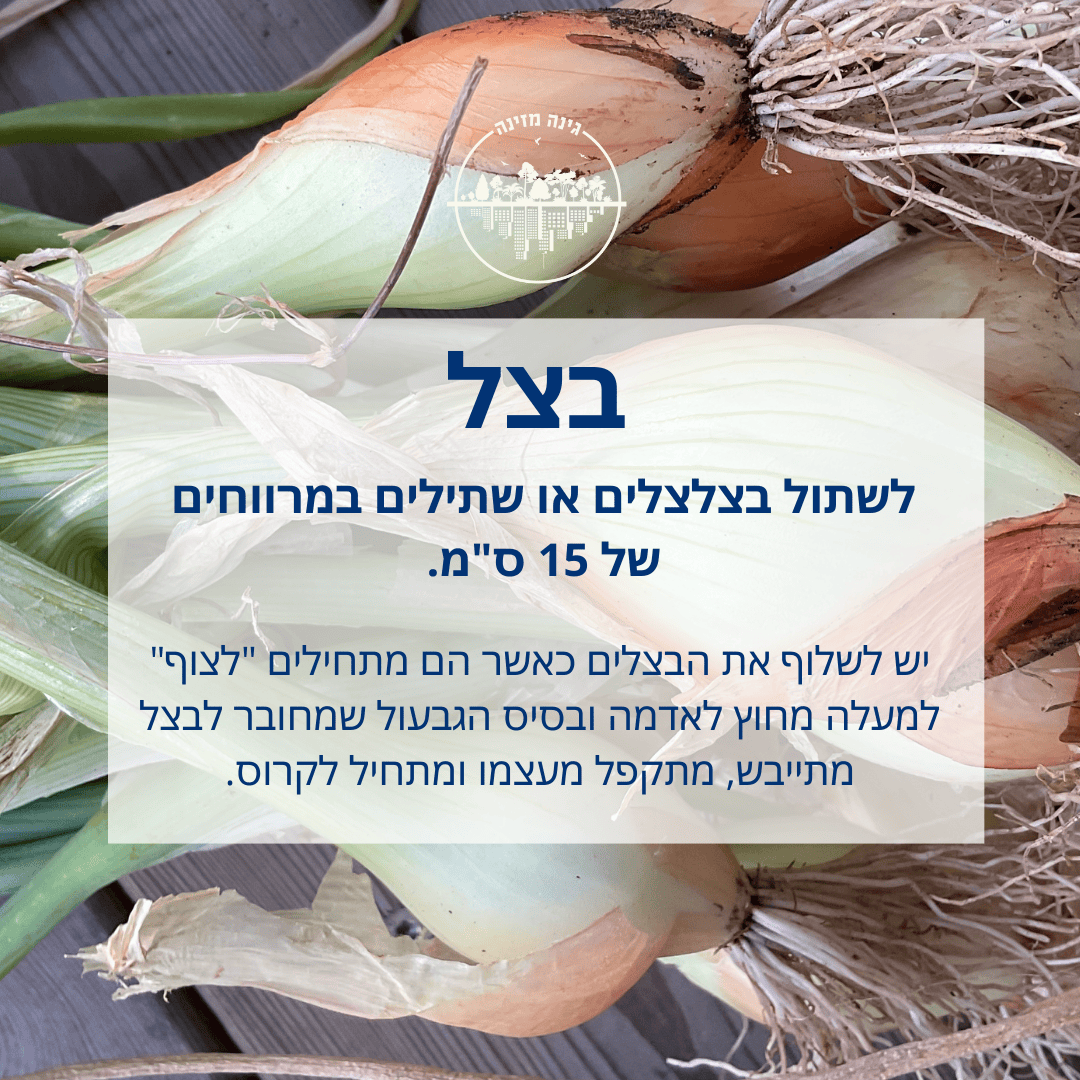 בצל - לשתול בצלצלים או שתילים במרווחים של 15 ס"מ. יש לשלוף את הבצלים כאשר הם מתחילים "לצוף" למעלה מחוץ לאדמה ובסיס הגבעול שמחובר לבצל מתייבש, מתקפל מעצמו ומתחיל לקרוס.