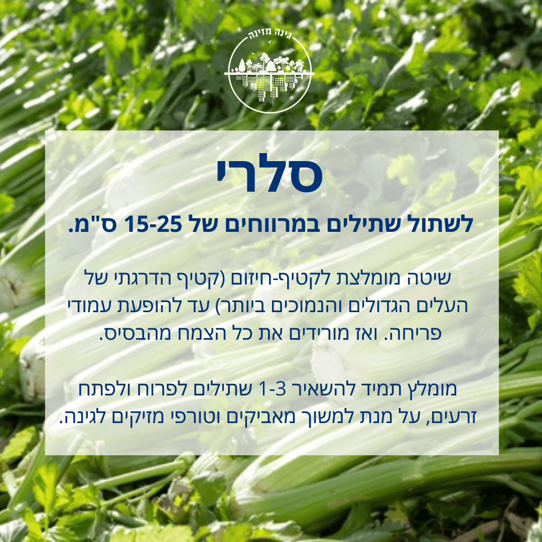 סלרי - בשתילים. לשתול במרווחים של 15-25 ס"מ. שיטה מומלצת לקטיף-חיזום (קטיף הדרגתי של העלים הגדולים והנמוכים ביותר) עד להופעת עמודי פריחה. ואז מורידים את כל הצמח מהבסיס. מומלץ תמיד להשאיר 1-3 שתילים לפרוח ולפתח זרעים, על מנת למשוך מאביקים וטורפי מזיקים לגינה.