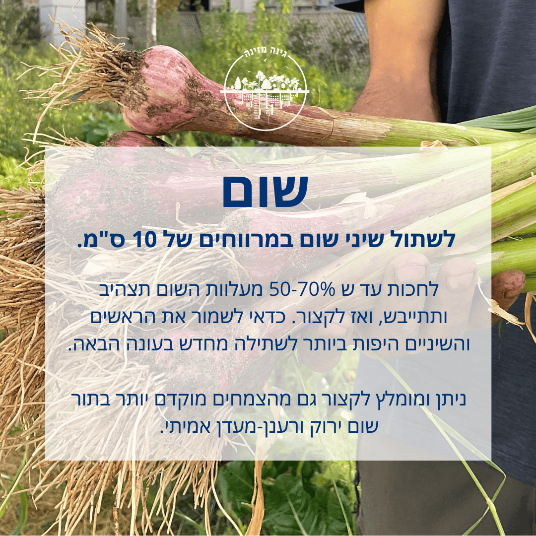 שום - לשתול שיני שום במרווחים של 10 ס"מ. לחכות עד ש 50-70% מעלוות השום תצהיב ותתייבש, ואז לקצור. כדאי לשמור את הראשים והשיניים היפות ביותר לשתילה מחדש בעונה הבאה. ניתן ומומלץ לקצור גם מהצמחים מוקדם יותר בתור שום ירוק ורענן-מעדן אמיתי.