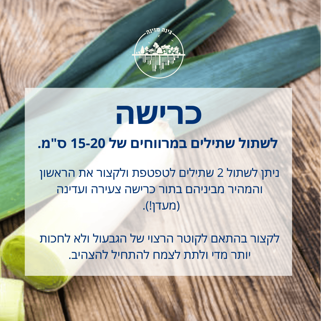 כרישה - לשתול במרווחים של 15-20 ס"מ. ניתן לשתול 2 שתילים לטפטפת ולקצור את הראשון והמהיר מביניהם בתור כרישה צעירה ועדינה (מעדן!). לקצור בהתאם לקוטר הרצוי של הגבעול ולא לחכות יותר מדי ולתת לצמח להתחיל להצהיב.