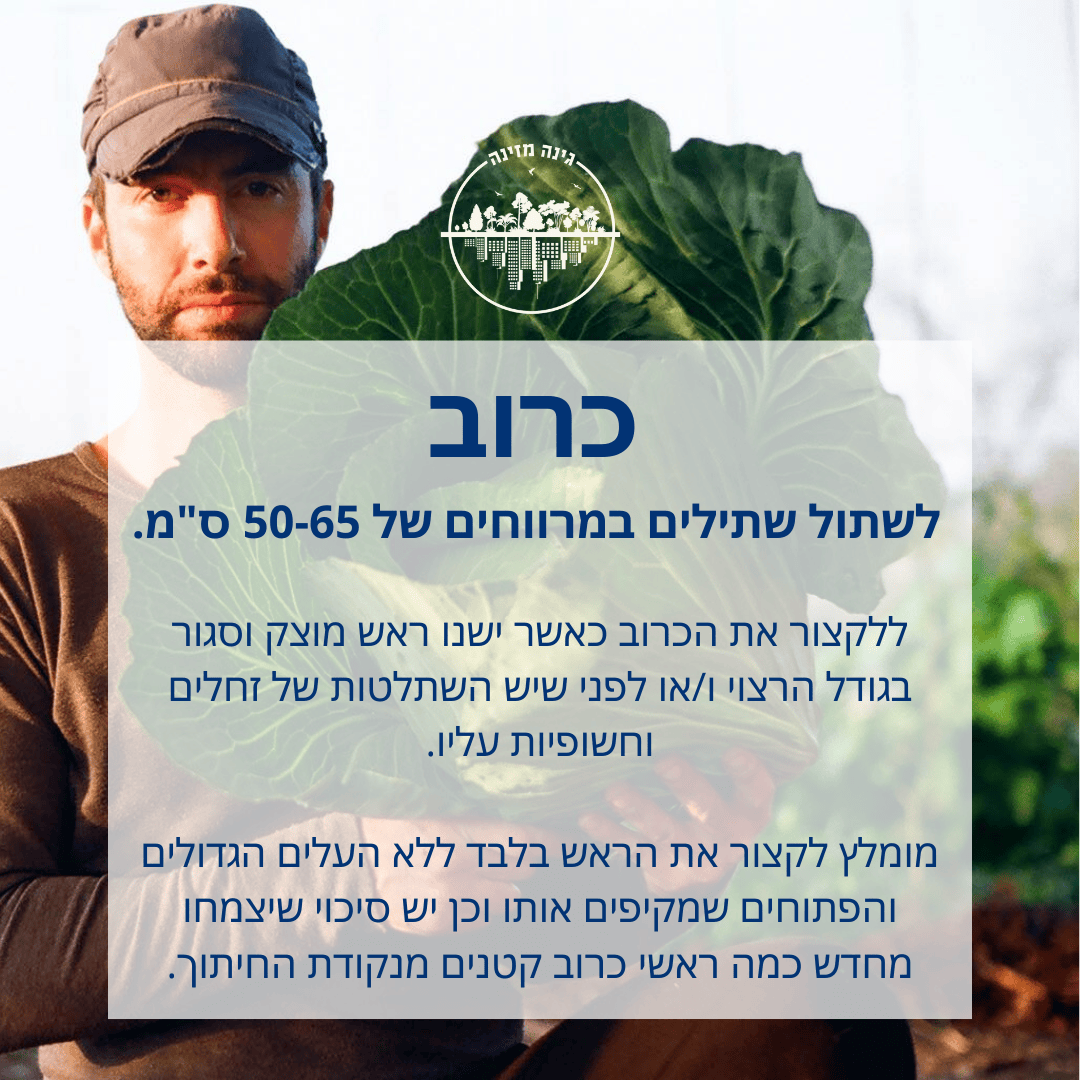 כרוב - בשתילים. לשתול במרווחים של 50-65 ס"מ. לקצור את הכרוב כאשר ישנו ראש מוצק וסגור בגודל הרצוי ו/או לפני שיש השתלטות של זחלים וחשופיות עליו. מומלץ לקצור את הראש בלבד ללא העלים הגדולים והפתוחים שמקיפים א7תו וכן יש סיכוי שיצמחו מחדש כמה ראשי כרוב קטנים מנקודת החיתוך.