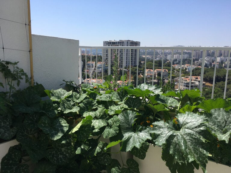 גינה במרפסת קטנה בחיפה 15 חיפה – מרפסת קטנה