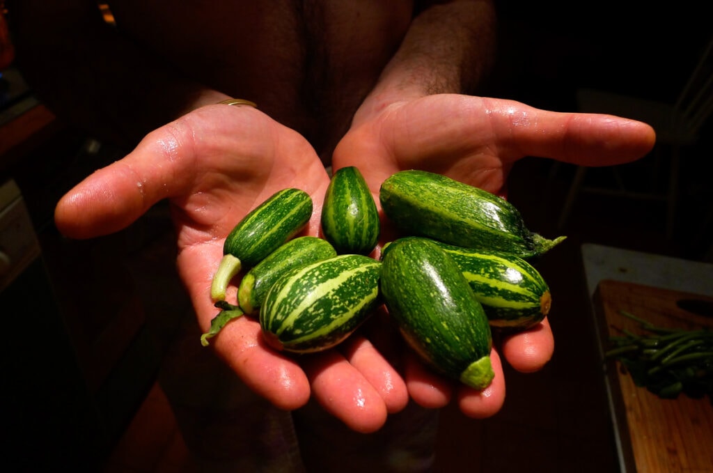 גינון אורגני בעיר בחצר במרפסת על הגג