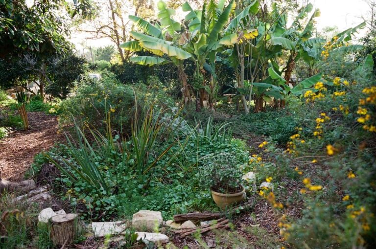 גינה אקולוגית עם צמחים תומכים