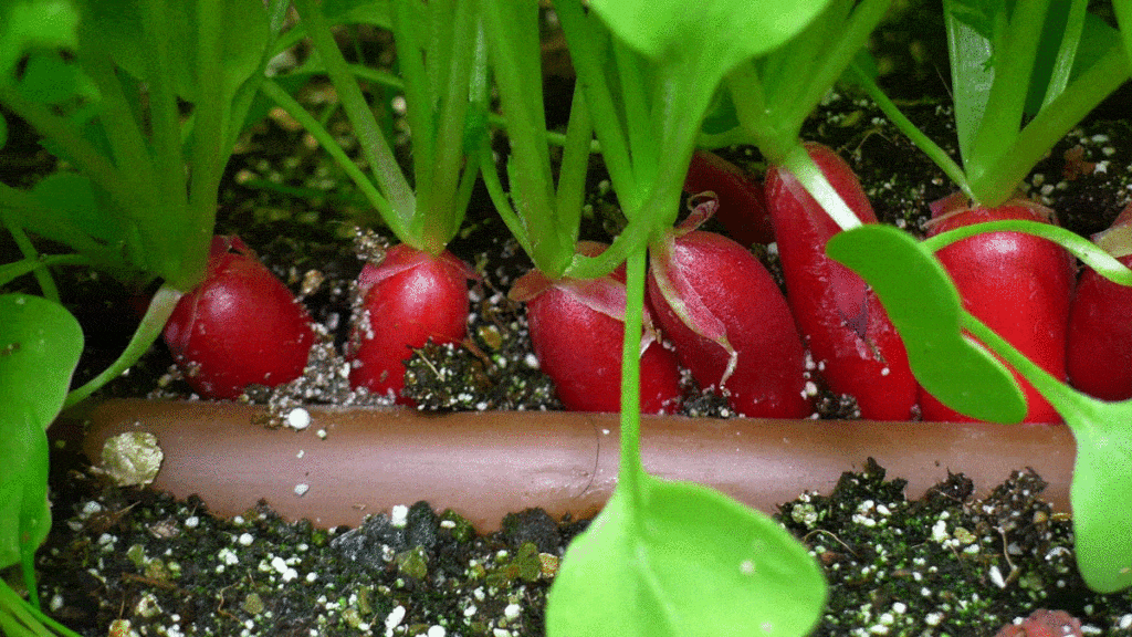 how to home garden איך להקים גינת ירק ביתית?