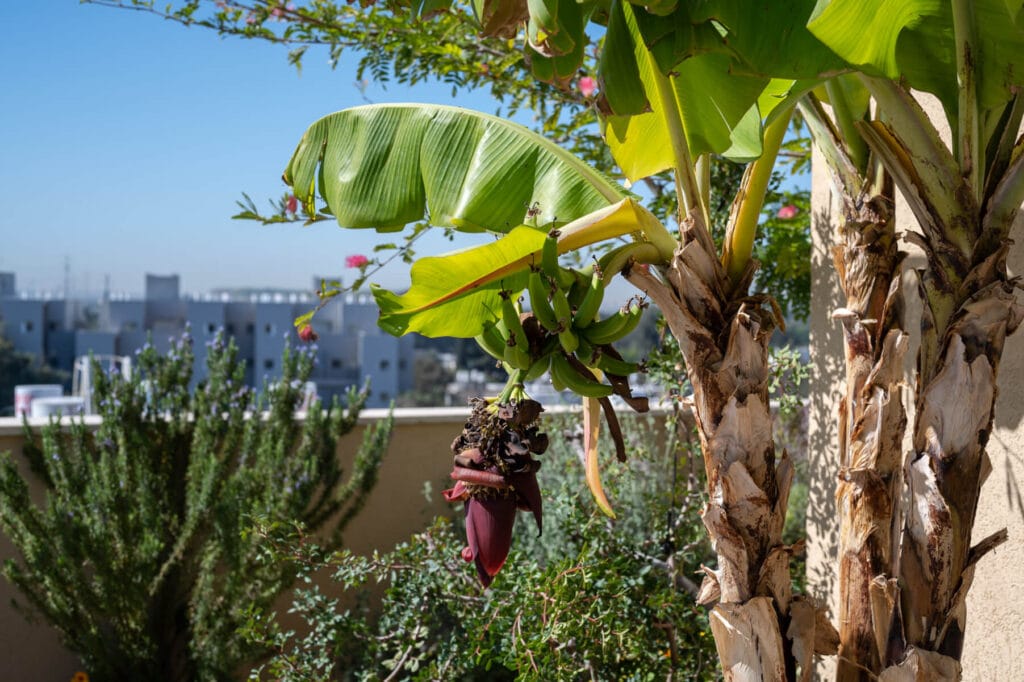 Rooftop garden in ramat gan