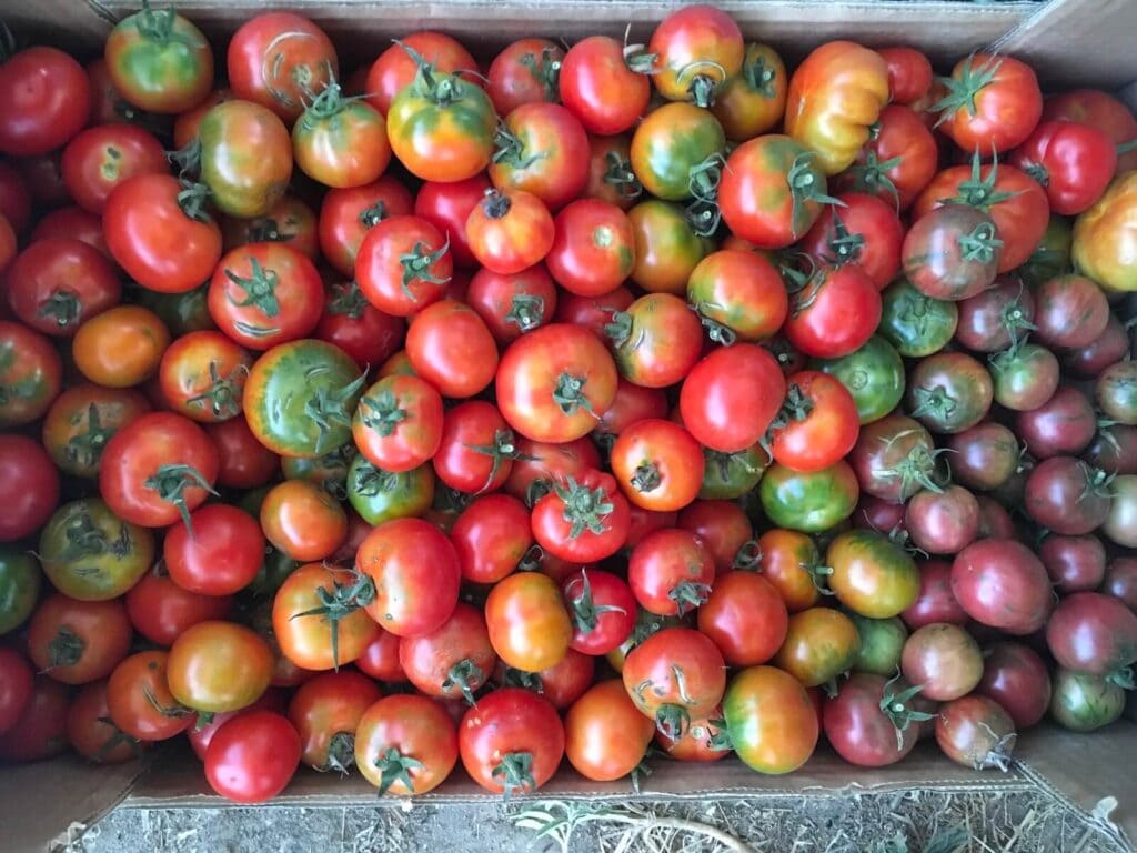 קטיף ירקות קיץ - עגבניות