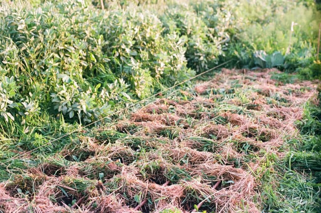 mulch <strong>מהו חיפוי קרקע ולמה הוא חשוב?</strong>