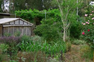 Edible garden in Savion