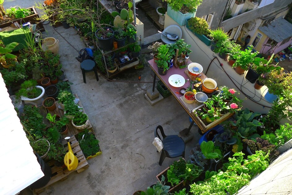 L1060805 5 ways to grow organic food in urban gardens
