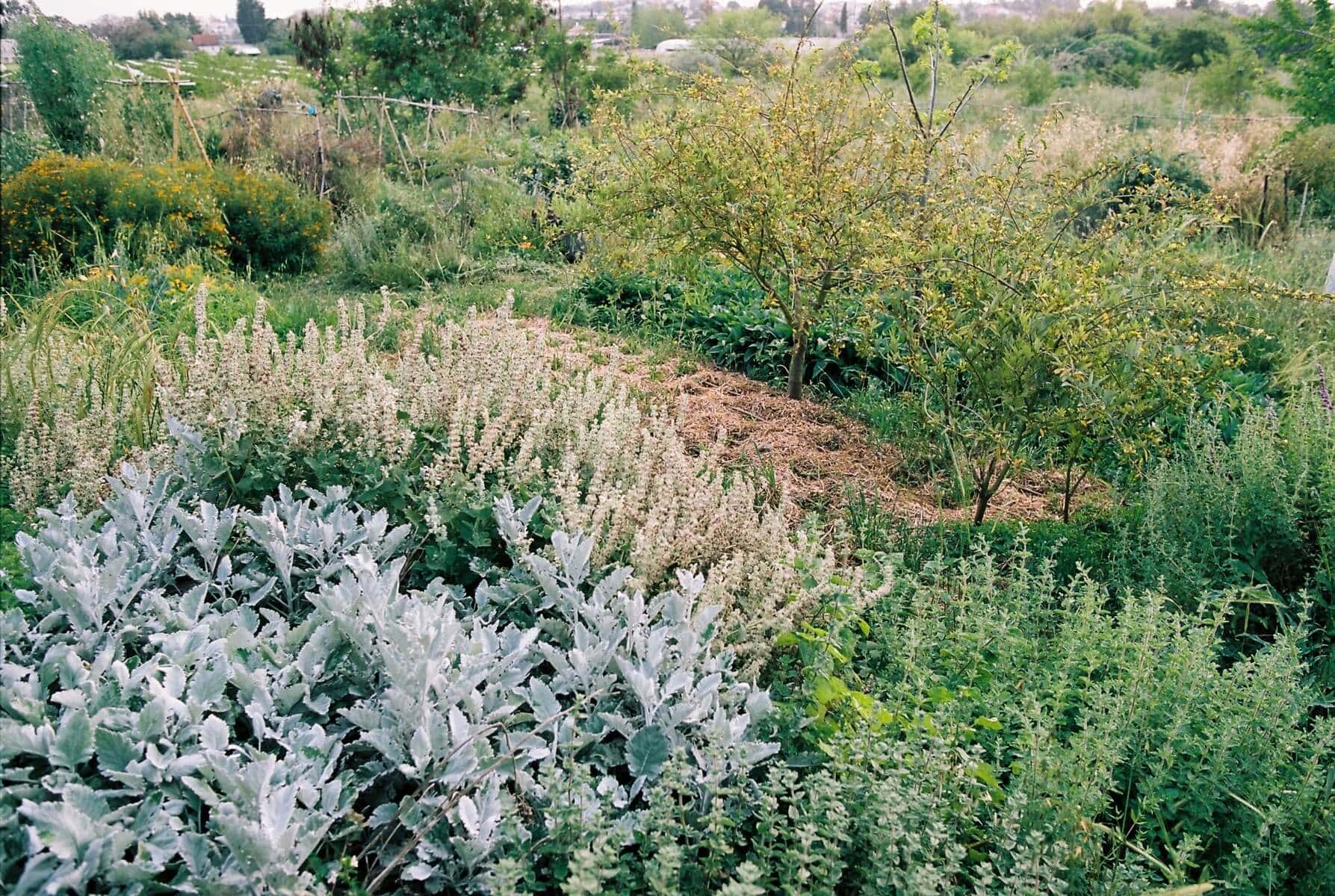 מהי גינת מאכל או גינה מזינה?