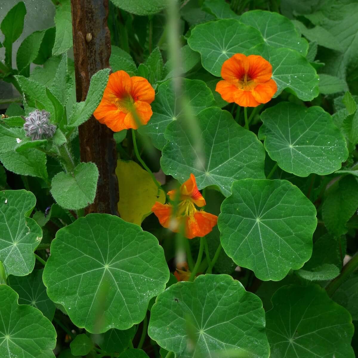 כובע הנזיר NASTURTIUM כובע הנזיר - צמח תועלת ומאכל לגן הירק