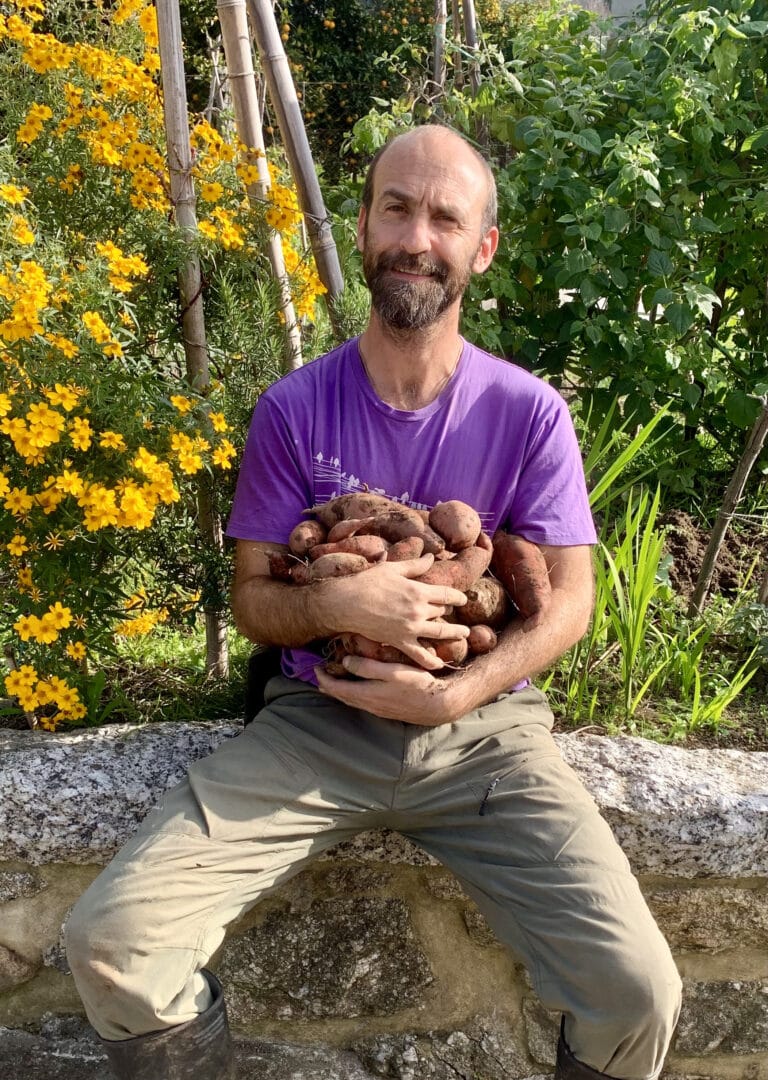 איך לגדל בטטה?