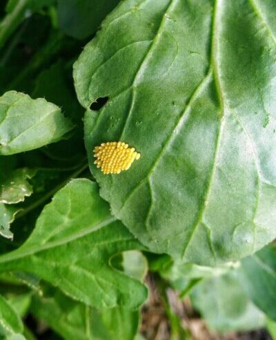 ביצי לבנין הכרוב e1766505570555 כובע הנזיר - צמח תועלת ומאכל לגן הירק