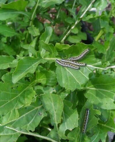 זחלי לבנין e1766501951703 כובע הנזיר - צמח תועלת ומאכל לגן הירק