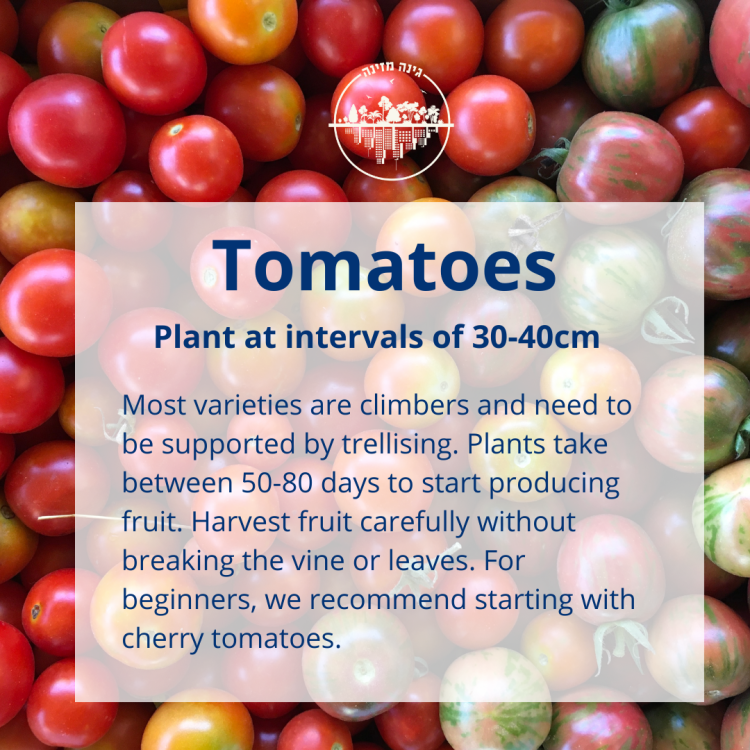 How to grow tomatoes, summer vegetables