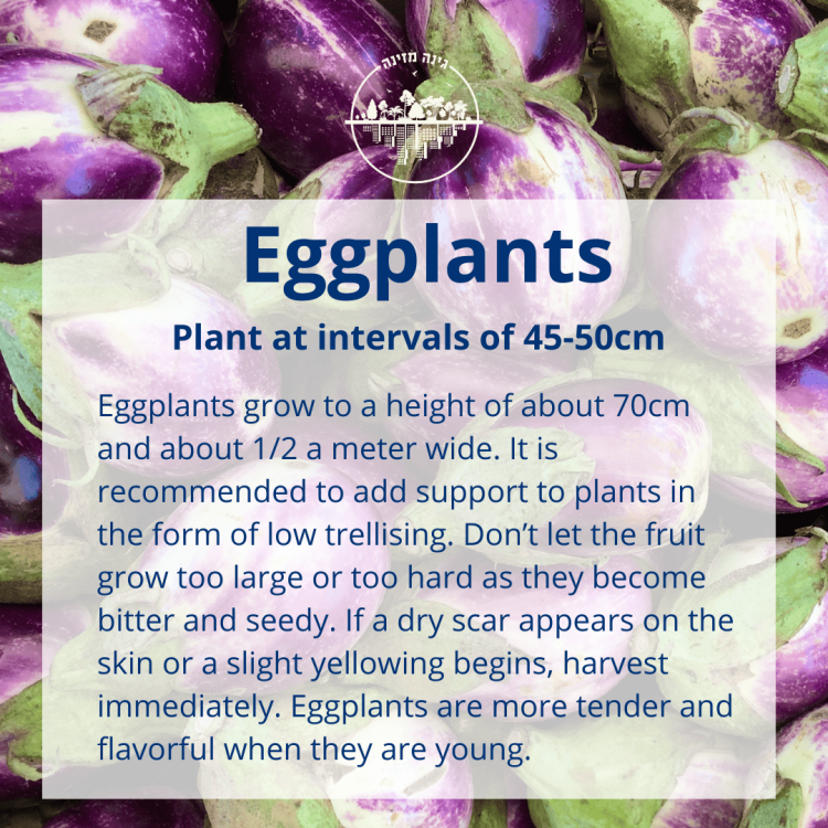 How to grow eggplants