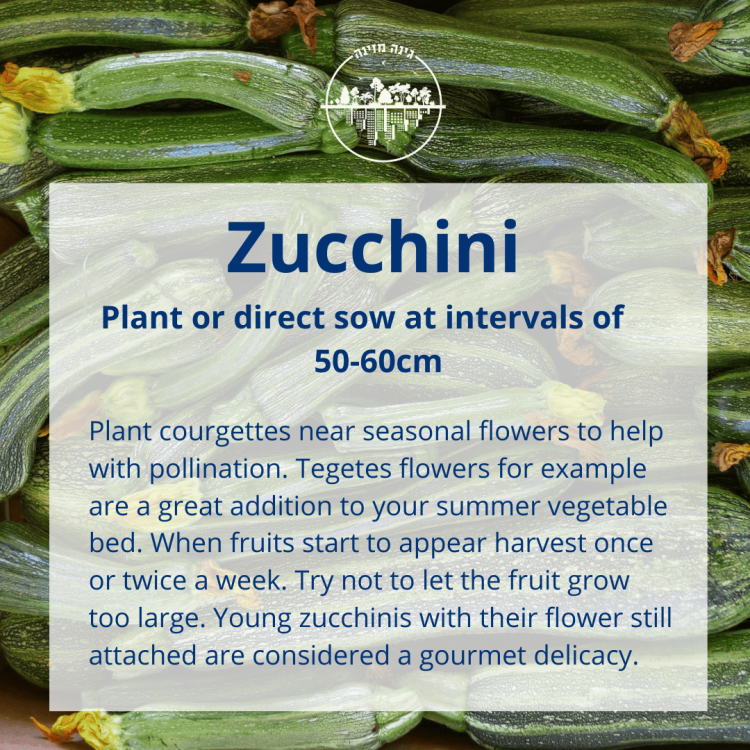 How to grow Zucchini