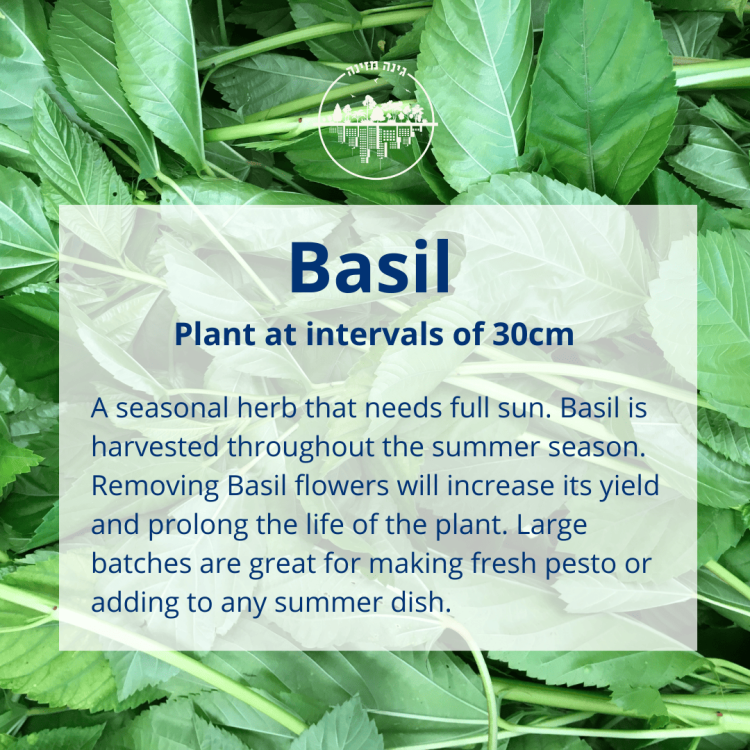 How to grow Basil