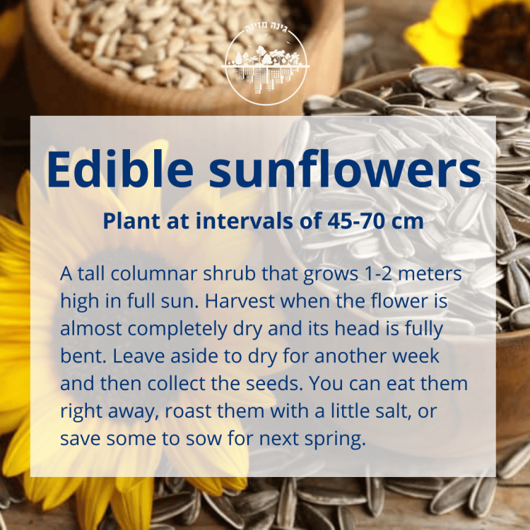How to grow edible sunflowers